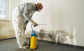 Trusted Liverpool, NY Mold Removal & Remediation Experts